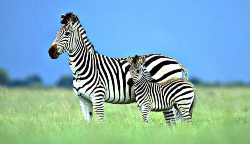 Картинки по запросу зебра